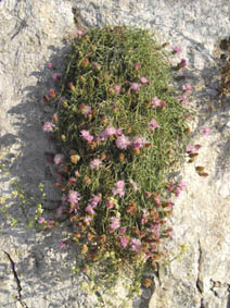Centaurea aspera